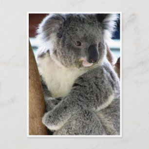 koala fun postcard