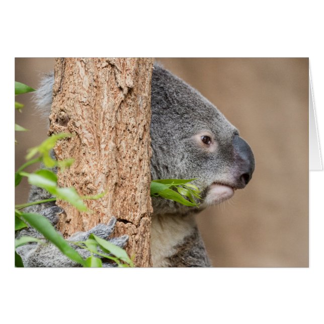 Koala Headshot (Front Horizontal)