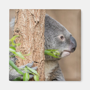 Koala Headshot Magnet