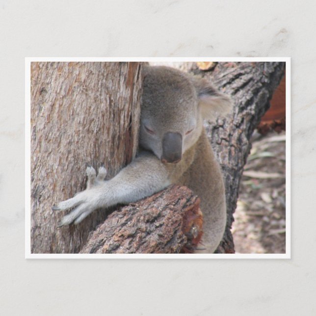 koala hugs postcard (Front)