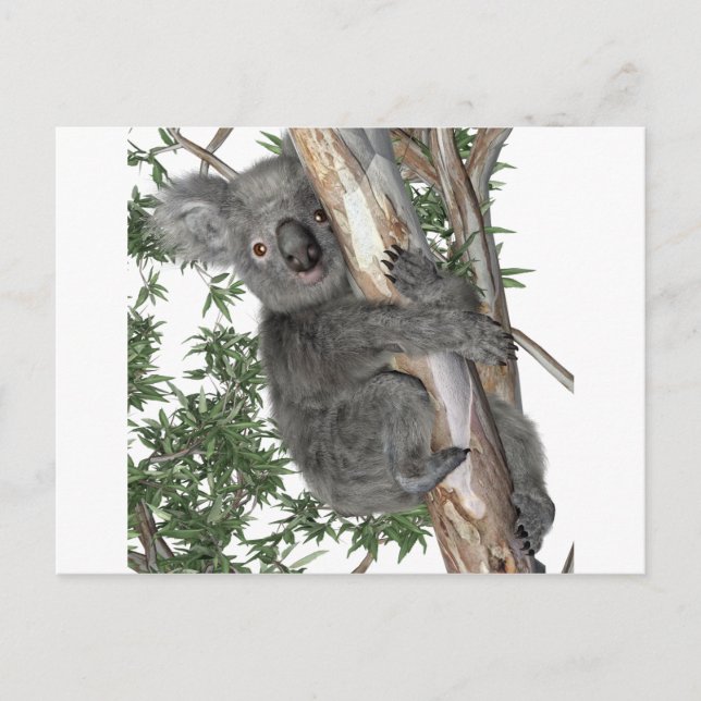 Koala in a Tree Postcard (Front)