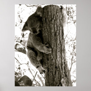 Koala in Sydney, NSW, Australia Poster