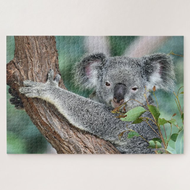 Koala in Tree Jigsaw Puzzle (Horizontal)