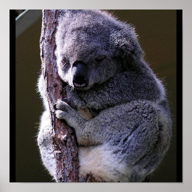 Koala in Tree Poster (Front)