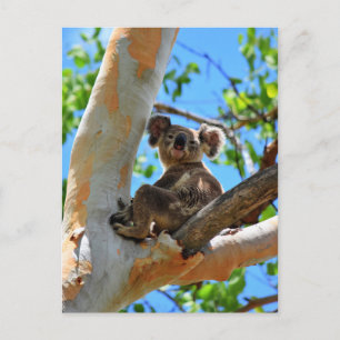 KOALA IN TREE QUEENSLAND AUSTRALIA POSTCARD