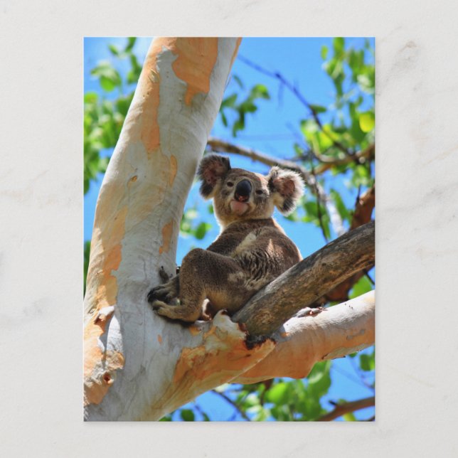 KOALA IN TREE QUEENSLAND AUSTRALIA POSTCARD (Front)