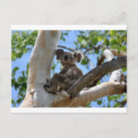 KOALA IN TREE RURAL QUEENSLAND AUSTRALIA