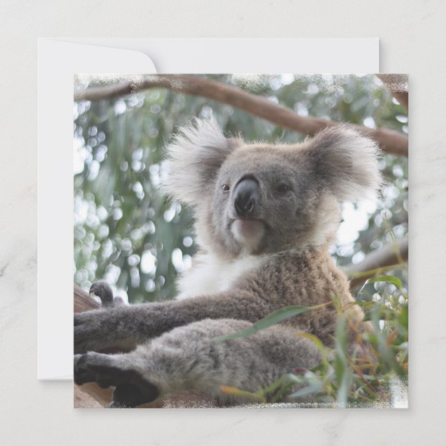 Koala Invitations (Front)
