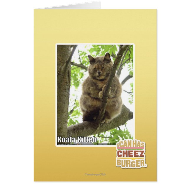 Koala Kitteh (Front)