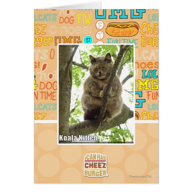 Koala Kitteh (Front)