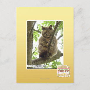 Koala Kitteh Postcard