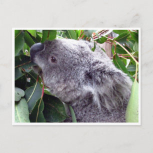 koala leaves postcard