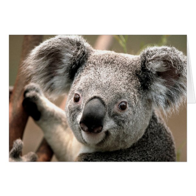 Koala line (Front Horizontal)