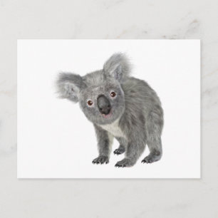 Koala Looking Quizzical Postcard