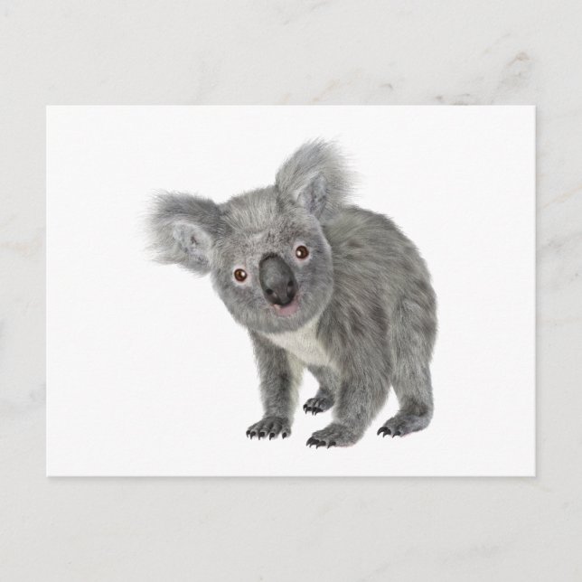 Koala Looking Quizzical Postcard (Front)