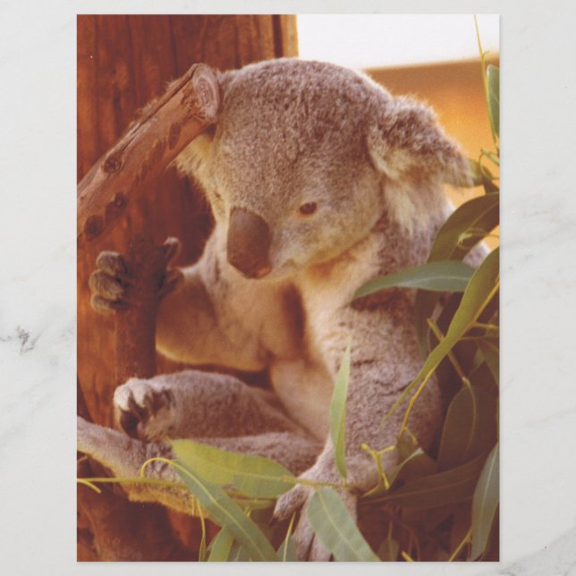 Koala love (Front)