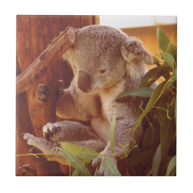 Koala love ceramic tile (Front)