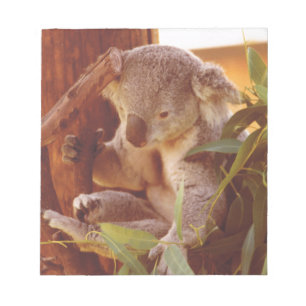 Koala love notepad
