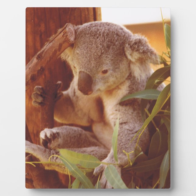 Koala love plaque (Front)