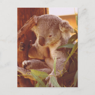 Koala love postcard