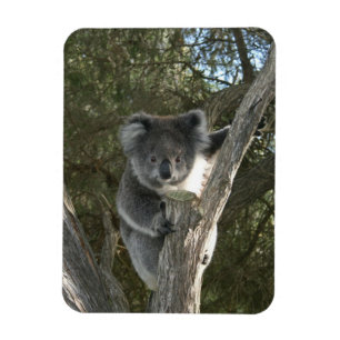 Koala Magnet