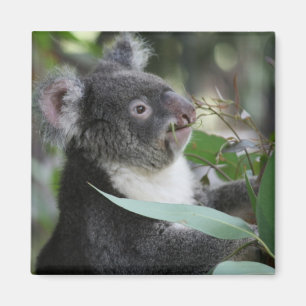 Koala Magnet