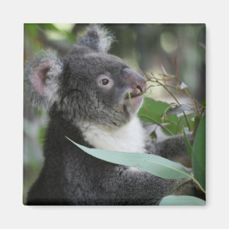 Koala Magnet