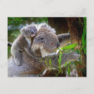Koala mum and son postcard