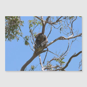 Koala Nap