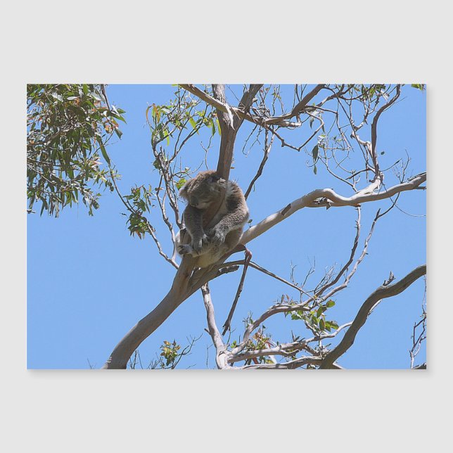 Koala Nap (Front)