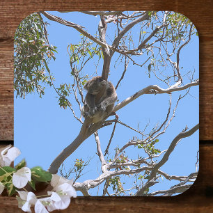 Koala Nap Coaster