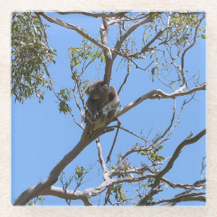 Koala Nap Glass Coaster