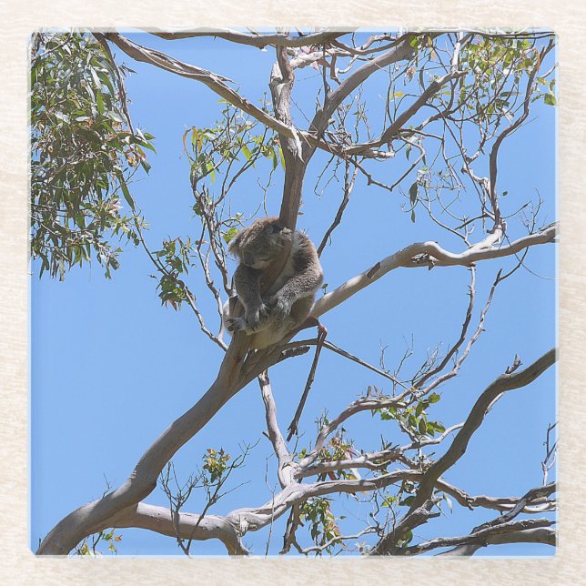 Koala Nap Glass Coaster (Front)