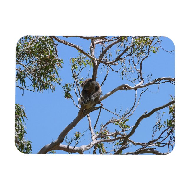 Koala Nap Magnet (Horizontal)