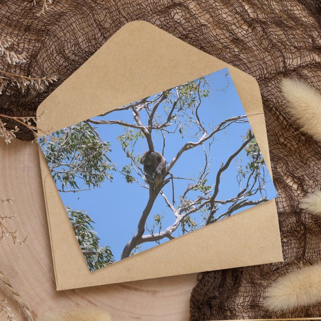Koala Nap Postcard (Creator Uploaded)