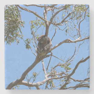 Koala Nap Stone Coaster