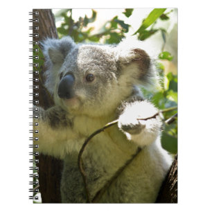 koala notebook