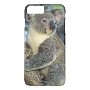 Koala, Phascolarctos cinereus), Australia, iPhone 8 Plus/7 Plus Case