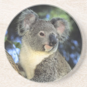 Koala, Phascolarctos cinereus), Australia, Coaster