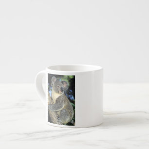 Koala, Phascolarctos cinereus), Australia, Espresso Cup