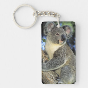 Koala, Phascolarctos cinereus), Australia, Key Ring