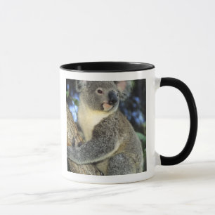 Koala, Phascolarctos cinereus), Australia, Mug