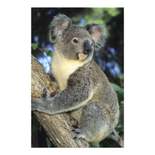 Koala, Phascolarctos cinereus), Australia, Photo Print