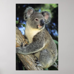 Koala, Phascolarctos cinereus), Australia, Poster