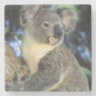 Koala, Phascolarctos cinereus), Australia, Stone Coaster