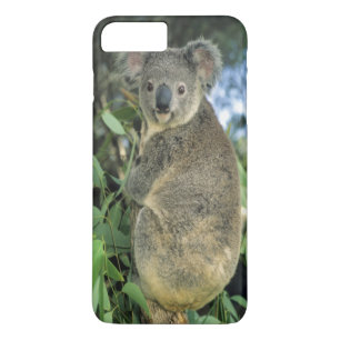 Koala, Phascolarctos cinereus), endangered, iPhone 8 Plus/7 Plus Case