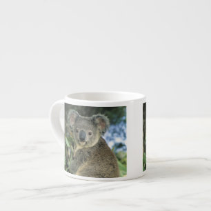 Koala, Phascolarctos cinereus), endangered, Espresso Cup