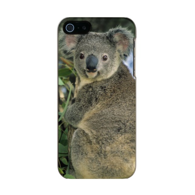 Koala, Phascolarctos cinereus), endangered, Incipio iPhone Case (Back)