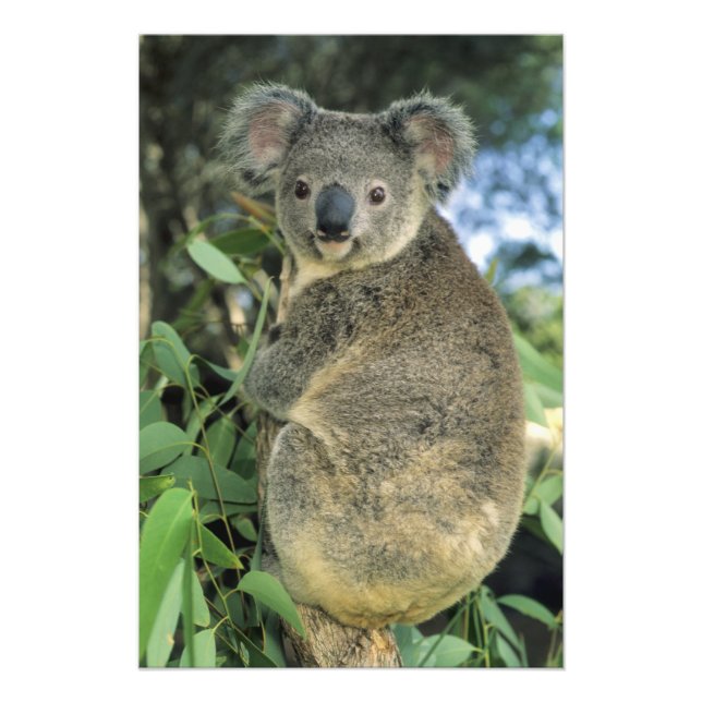 Koala, Phascolarctos cinereus), endangered, Photo Print (Front)