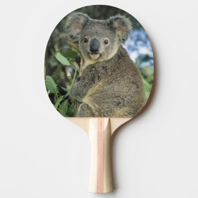 Koala, Phascolarctos cinereus), endangered, Ping Pong Paddle (Front)
